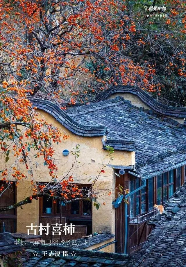 走！去屏南！这些柿子打卡点请收好→