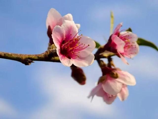 粉色风暴来袭！花雨芬芳，东川这里桃花已燃！