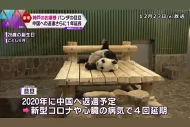 日媒：28岁高龄旅日熊猫因心脏病恶化 再次延期返还中国图片