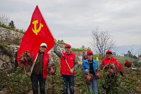 薯烟套种 “丰”景独好图片