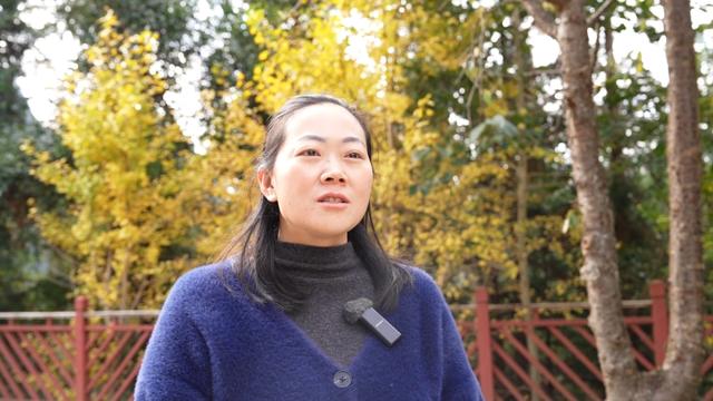 山村尽带黄金甲 古树银杏醉妥乐