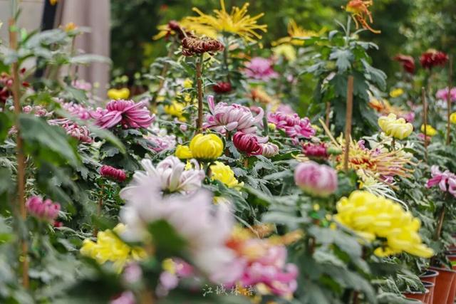 官宣：11月1日起，持续一个月！很多武汉人等了一年