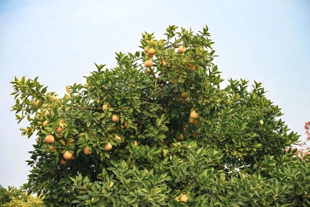 葛店这条“黄金大道”再不看就晚了！