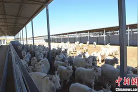 当硬核特产邂逅诗和远方 “鸿雁故乡”解锁致富新玩法图片