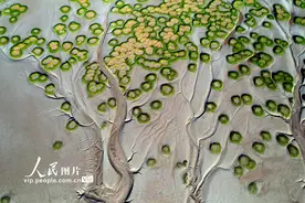 浙江海宁：“潮汐树”成“网红”打卡点图片