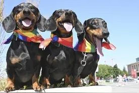 德国拟禁养腊肠犬引争议，养犬协会发起“拯救最喜欢狗狗”请愿书图片