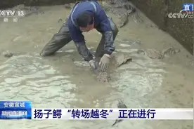给鳄鱼搬家，到底分几步？扬子鳄“转场越冬”进行时图片