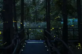 有人北京赶来，有人已是三刷，小小萤火虫点亮浙江夜经济图片