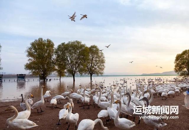 运城九大观鸟胜地邀你共赴冬日童话～