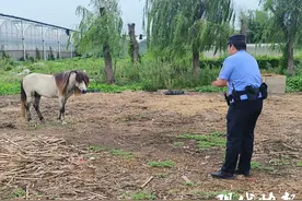 村民花几万元买匹马当宠物，一不留神跑了图片