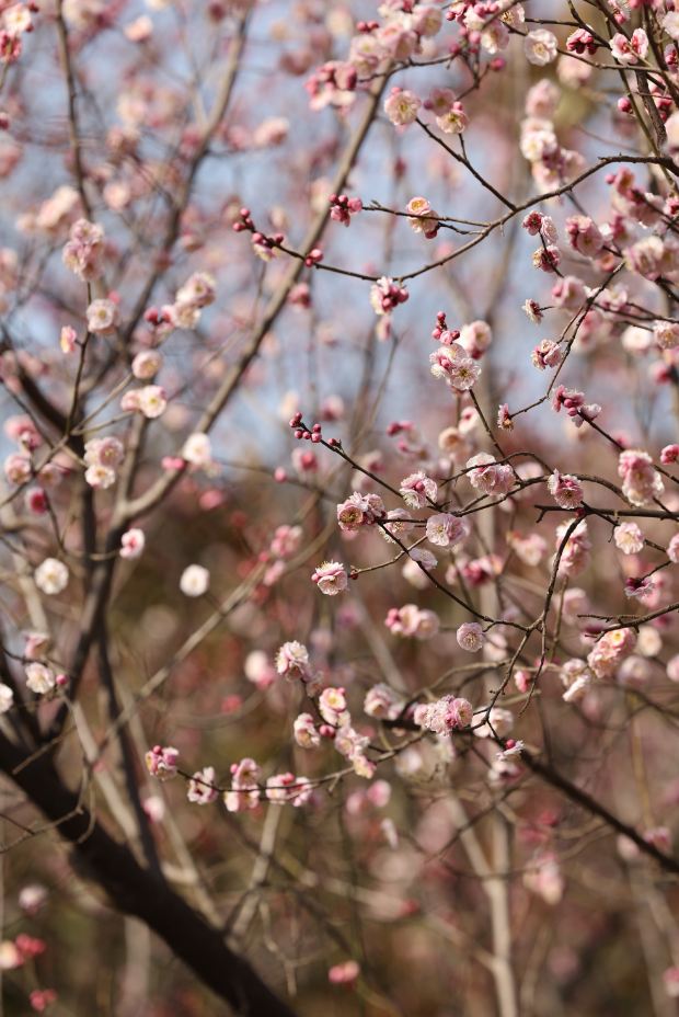 快冲！即将开遍日照！