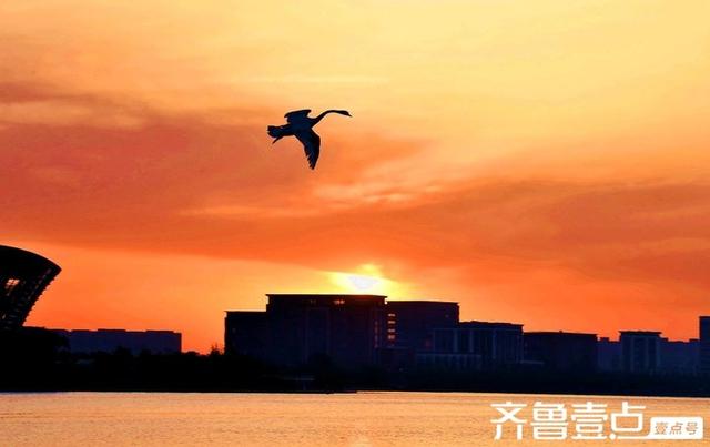 北龙湖湿地公园天鹅遇上橘色朝霞