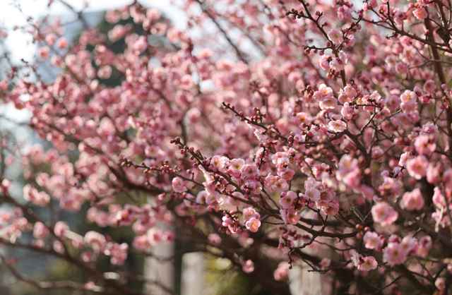 快冲！即将开遍日照！