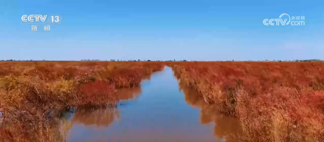 各地迎来秋日“限定版”美景 “文旅+”新场景新业态激发“赏秋经济”活力