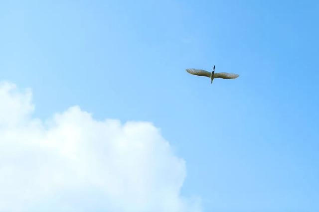 暖冬“追鸟”去！在海口美兰，邂逅灵动之美~