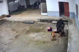 极目调查|官方回应“野猪伤人致死”系偶发事件，当事猎人称“不想再提此事”，律师解读争议图片