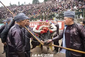贵州从江：斗牛迎新春图片