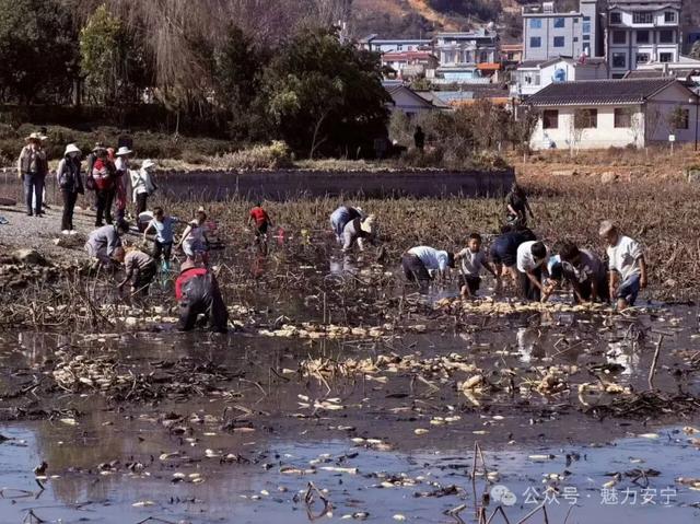 安宁摩所营：藕香满池好“丰”景