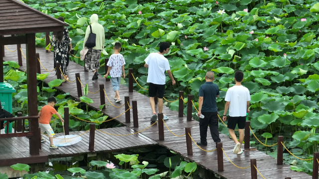 楚风夜话｜辞夏迎秋赏荷去 邀您共赴“莲”好之约