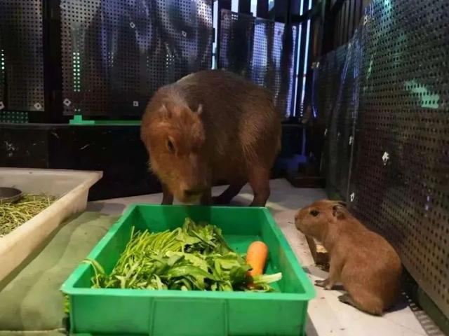 想在闵行过《疯狂动物城》里的生活？雨林区、冰川镇就在你身边→