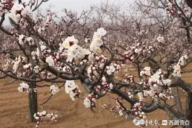 奔赴一场浪漫花约！济南发布特色林果赏花踏青攻略图片