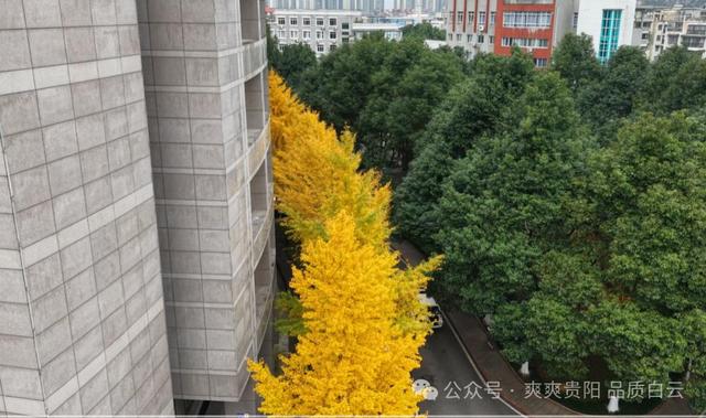 在白云！这个初冬阳光温暖，满是金黄！