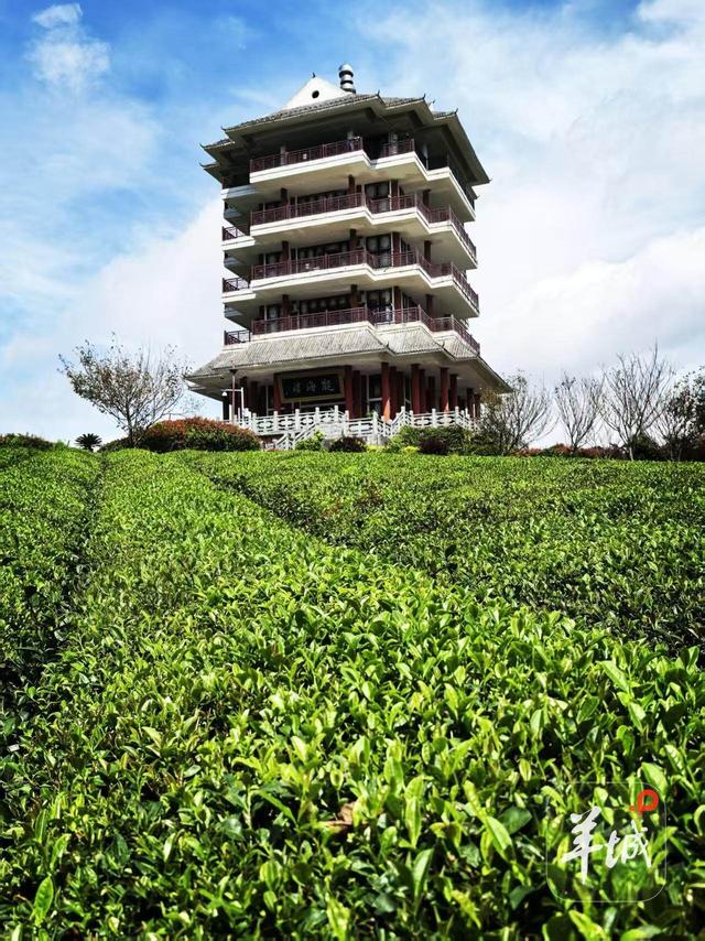 山水有意，文旅动情！遵义湄潭如何打动港澳心？