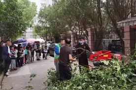 废弃的树桩树枝还能这么用，上海长宁的他们想法真的很妙图片