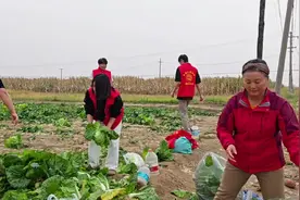 你的样子丨收白菜拔萝卜，她们是爱心助农的“红马甲”图片