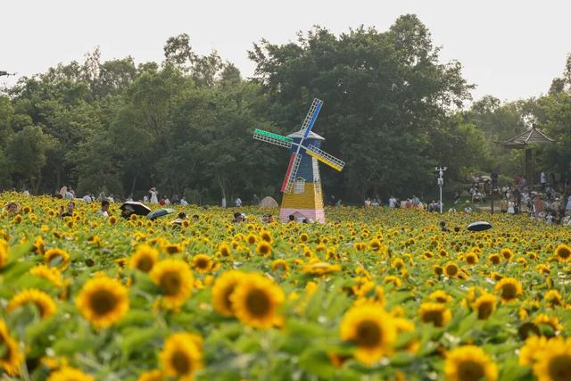 登上全省名单！翔安美景实力出圈→