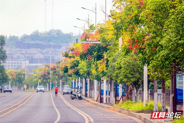 欢庆时刻丨秋雨初歇零陵秋意浓：潇水畔栾树绽“一树三色”