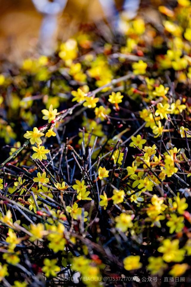 接下来的日照，是这样的…