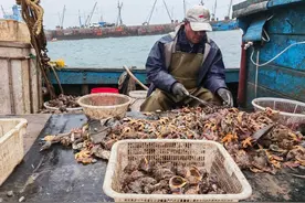 一天上岸近2000斤！胶州湾海螺迎秋收，渔民凌晨出海捕捞图片