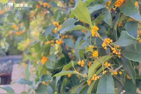 国庆“满城桂花香”？杭州桂花最新情报：植物园、满觉陇周末可冲图片