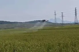 科技赋能麦浪间 枣庄山亭山城街道无人机植保助力夏粮丰收图片