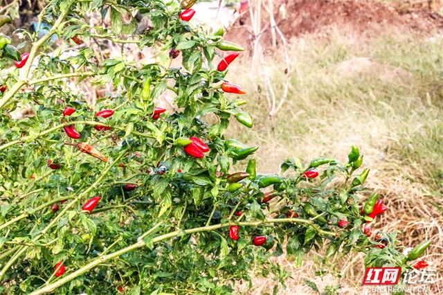 秋游时刻丨这片潇水边的沃土，才是秋天最不该错过的风景