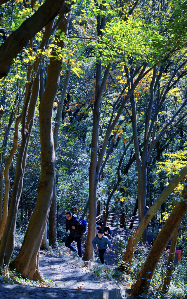 去爬山！这些五彩山林，竟然都在上海！