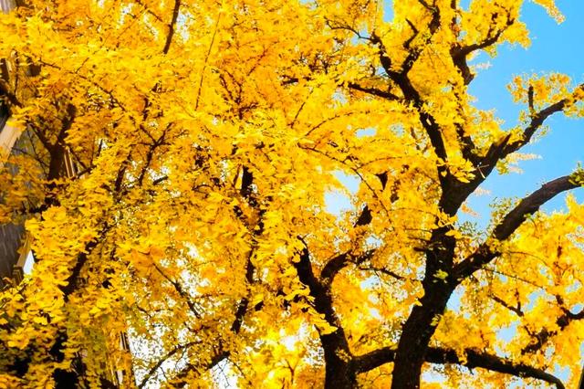 限时绝美！此刻，常州颜值巅峰