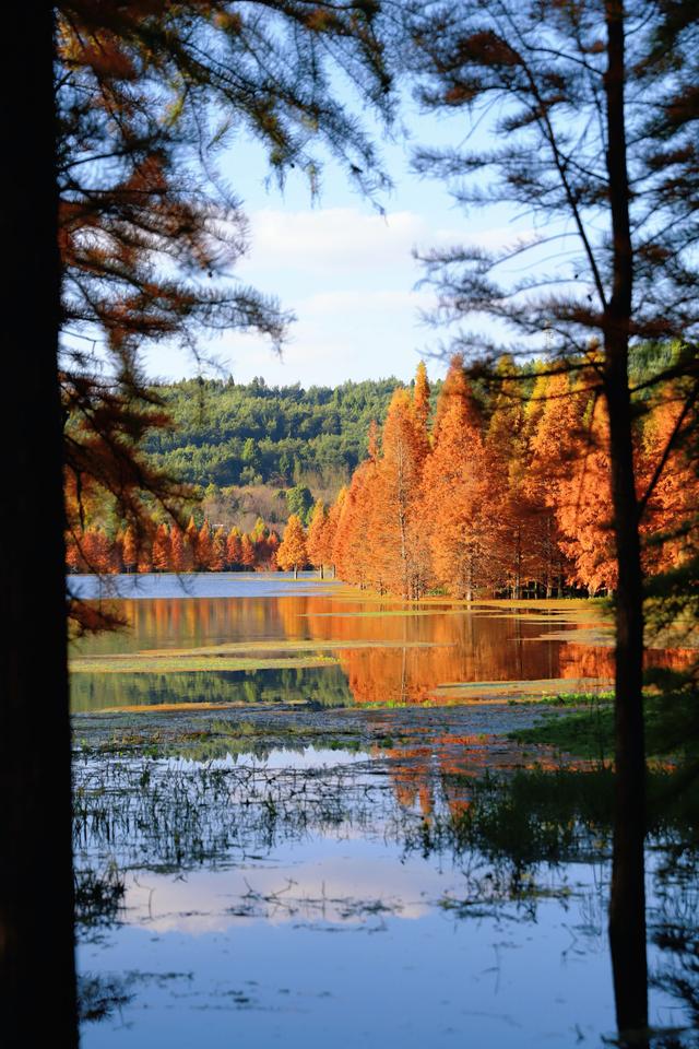 解锁冬日专属浪漫  三家村水库水杉林如诗如画
