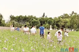 翔安香山马鞭草绽放 浪漫的紫色花海吸引众多市民游客图片