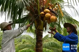 屯昌5万株金椰树喜结“金果子”图片