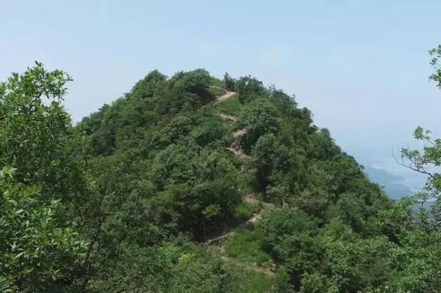 世界最大、亚洲唯一！今晨，他们在30000多棵楠木、8600亩森林，1500年的时光里奔跑......
