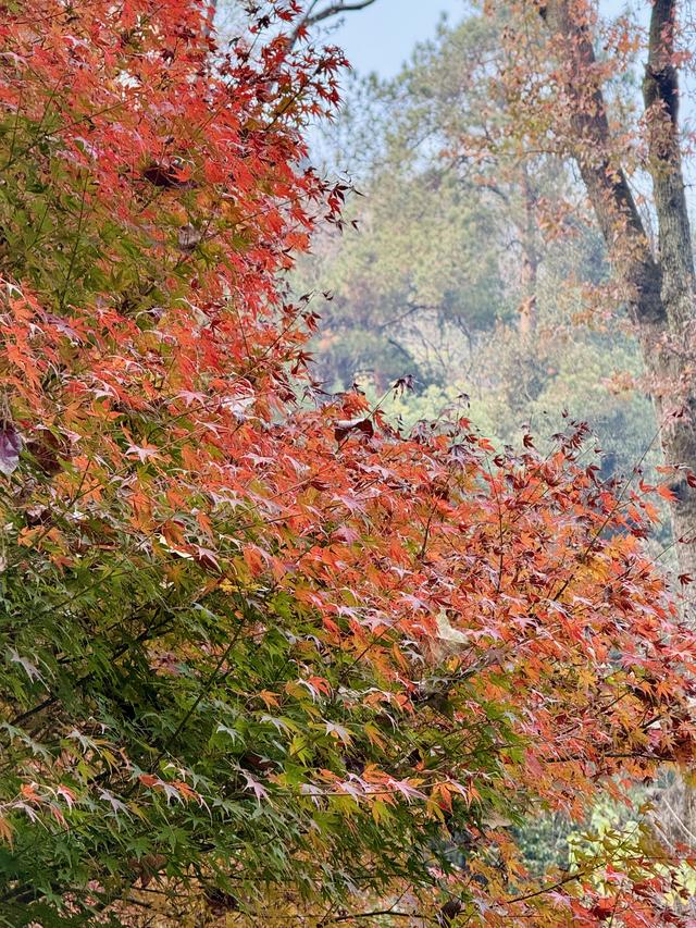 岳麓山枫叶进入最佳观赏期！层林尽染美如画