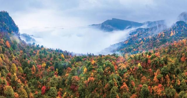 漫山枫叶红似火！初冬的小草坝，一个来了就舍不得离开的地方
