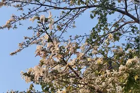 一树繁花半城秋！广州罕见的白花异木棉如霜盛放图片