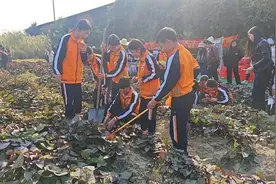 感恩劳动，传承乡情！南海金溪小学举办番薯文化丰收节活动图片