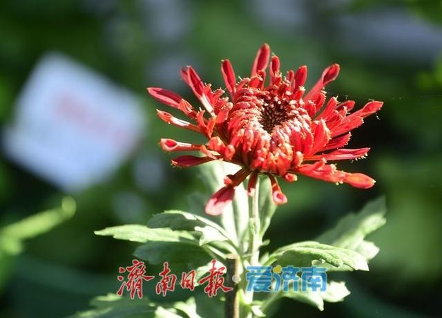 一年四季 泉在济南丨泉水与菊香为伴！趵突泉菊展静待绽放