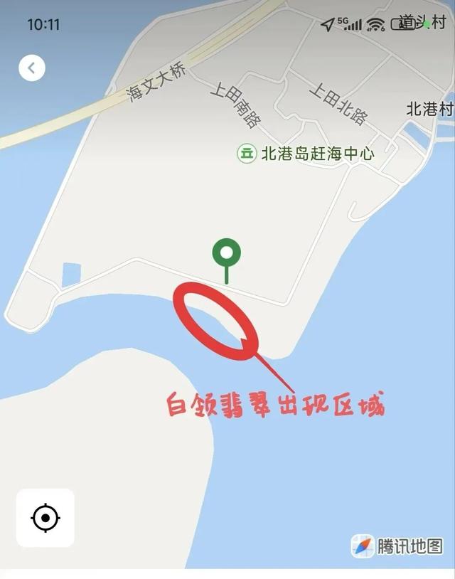 美兰观鸟 | 白领翡翠仍在北港岛，状态绝佳～