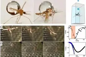 蚊子为什么不会被比它身体重50倍的洗澡水砸死？图片