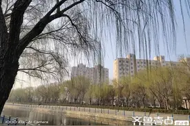 青未了丨柳树青青图片